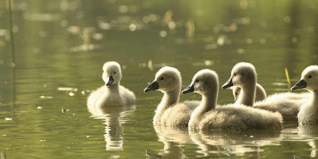 Cygnets at dusk